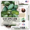 Seed Needs, Cucamelon/Mexican Sour Gherkin Seeds for Planting (Melothria scobra)