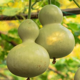 Giant Bottle Gourd Seed - 8 Seeds - Heirloom Bottle Gourd, Non-GMO Gourd Seeds for Planting Outdoors in The Home Garden
