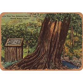 7 x 10 METAL SIGN - Virginia Postcard - Arbor Vitae Tree, estimated age 1600 years, Natural Bridge, Virginia - Vintage Rusty Look