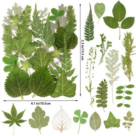95Pcs Real Pressed Dried Leaves for Resin, 34 Styles Natural Dry Leaf for DIY Crafts, Green Dried Leaves for Epoxy Molds Jewelry, Candle, Bookmarks,Soap Making, Card Scrapbook