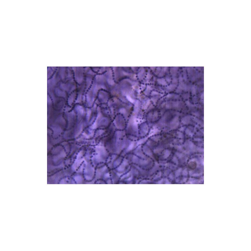 EISCO Nostoc Cross Section - FS & FG Stain -