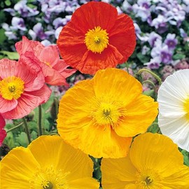 Poppy Iceland 300+ Mixed Colors Seeds - Papaver nudicaule