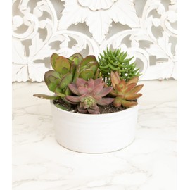 Succulents Plants Live in Garden Succulent Planters, Live Succulent Plants Live Plants in White Planter, Live Succulents Unique Gardening Gifts for Plant Lovers, Succulent Gifts by Plants for Pets