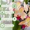 Orchid Bark Potting Mix,Premium Orchid Potting Mixture of Pine Bark