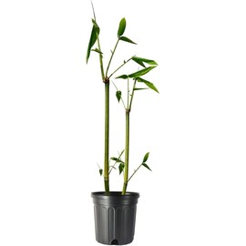 Oldhamii Bamboo | 1 Live Plant | Bambusa Oldhamii | Privacy Screen Bamboo | Fast-Growing Garden Foliage | Tall Decorative Landscape Specimen