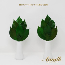 Sakaki Kaumi SS [Artificial Flowers] Preserved Sakaki (Made with Premium Camellia Leaves from Tanba) < Utility Model Registration No. 3222297> Handmade, Handmade, Non-Withering, Sakaki, One Pair, No Watering, Shinto Shelf, Shinto Treasure, Gajo, New Year