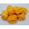 Frontera Sweet Pepper 10+ Seeds