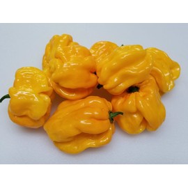Frontera Sweet Pepper 10+ Seeds