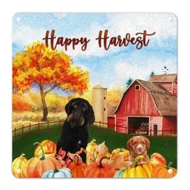 Happy Thanksgiving Aluminum Sign Siberian Husky Metal Sign Fall Pumpkin Farm Dog Happy Harvest Rustic Vintage Porch Signs for Laundry Room Living Room 10x10in Fall Gift Housewarming Gift