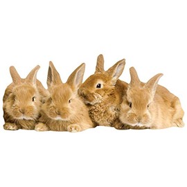 Paper House Productions 3.75" x 1.75" Die-Cut Sweet Bunnies Shaped Magnet for Refrigerators and Lockers