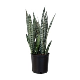 United Nursery Sansevieria Zeylanica Live Indoor Snake Plant 26-32 Shipping Size Shipped Fresh in 9.25 Grower Pot