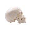 Mini Skull Model - Small Size Human Medical Anatomical Adult