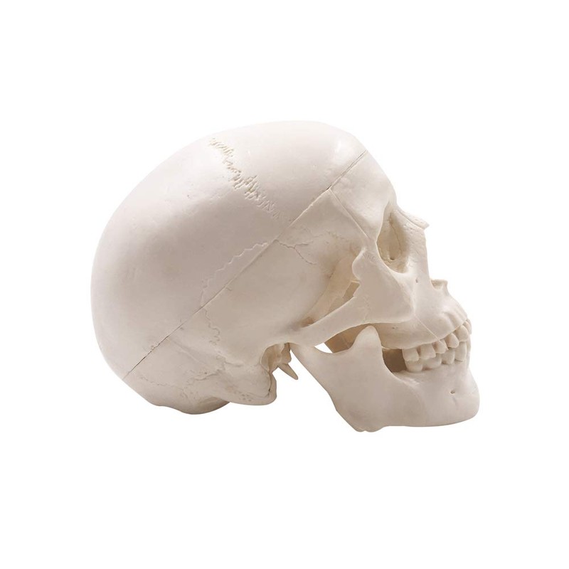 Mini Skull Model - Small Size Human Medical Anatomical Adult