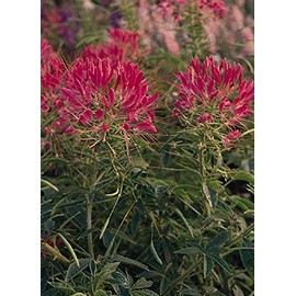Cleome Queen Series Cherry Annual Seeds