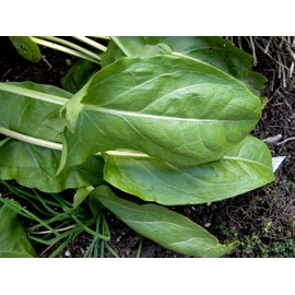 CEMEHA SEEDS - Odessa Sorrel Broadleaf 45 Days Non GMO Vegetable for Planting 2000 Seeds