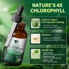 LUKAREE 2 Pack Liquid Chlorophyll Drops For Immune Support -