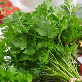 Italian Giant Parsley Seeds - 1 Lb ~288000 Seeds - Non-GMO, Heirloom - Growing Microgreens, Herb Garden - Petroselinum crispum