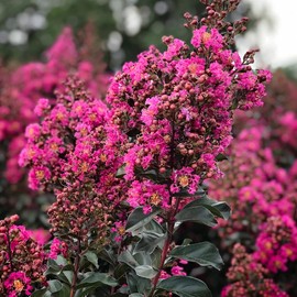 First Editions Plum Magic Crape Myrtle, Plum-Colored Flowering, Low-Maintenance, 12-18 in. Tree Height, 1 gal. Nursery Pot (Due to Agricultural Laws, we Cannot Ship to CA, AZ, AK, or HI)