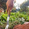 Hand Weeding Tool - Multifunctional Grass Pulling Tool,Stainless Steel Gardening