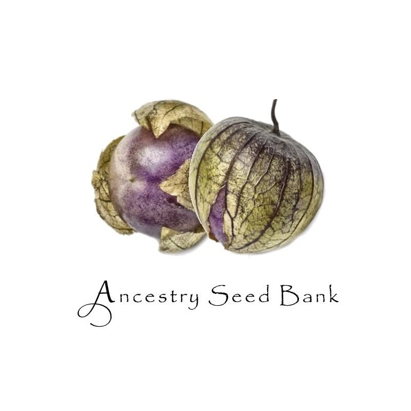 Organic TOMATILLO ❁ Purple (Physalis ixocarpa) ❁ 10 Seeds Heirloom