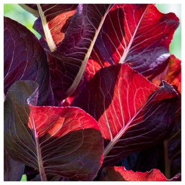 Everwilde Farms - 1 Oz Super Red Romaine Lettuce Seeds - Gold Vault