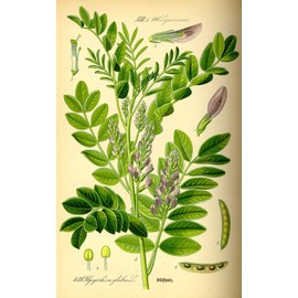 Chinese Licorice Extract 5:1-100 Grams