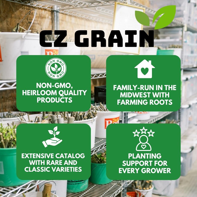 3 White Calla Lily Bulbs for Planting – Large, Healthy