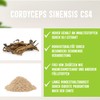 Cordyceps sinensis powder from 10:1 extract CS4-100 g, highly concentrated,
