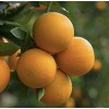 Home-Growth Orange Fruit - 12 Seeds 2025 - USA seller