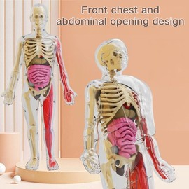 SUQ Science Can Human Body Model for Kids, Human Torso Anatomy Model, Removable Human Body Science Kit for Kids Boys Girls Age 6+, Noctilucent DIY