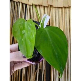 Rare Green Form Micans Plant