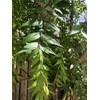 Fresh Neem Leaves, 50-60 leaves, Indian Lilac, Nimba, Nim, Azadirachta