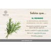 Shampoo Romero-Tomillo, excelente combinación para evitar la caída del cabello