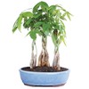 Brussel's Bonsai Live Money Tree Plant Grove - 4 Years,