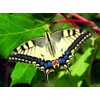 Edition Colibri Postcard Set Animals: Butterflies (6 Postcards) – Ideal