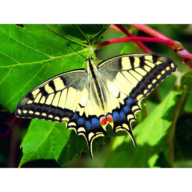 Edition Colibri Postcard Set Animals: Butterflies (6 Postcards) – Ideal