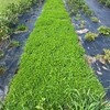 Micro Clover Seed for Lawn - 1 Lb - ~400,000