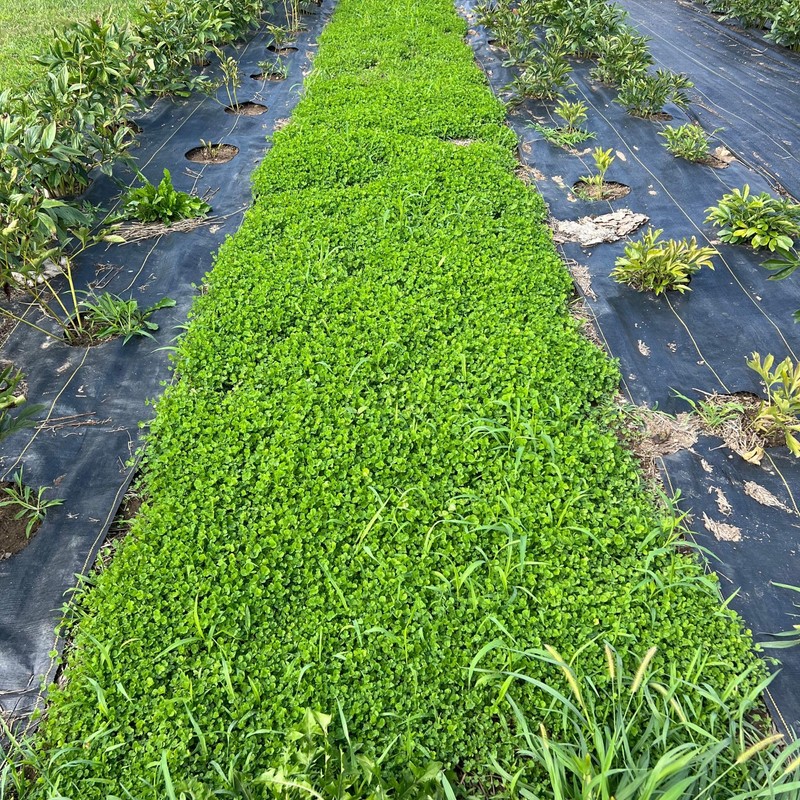 Micro Clover Seed for Lawn - 1 Lb - ~400,000