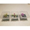 3 Mini enclosure for spider ,baby praying mantis or insect