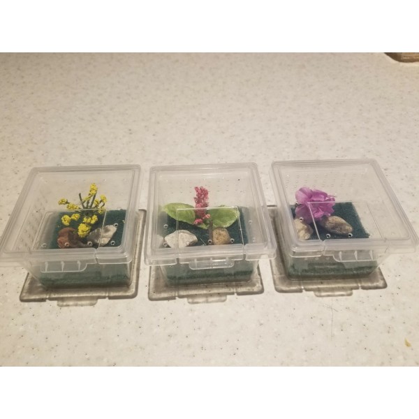 3 Mini enclosure for spider ,baby praying mantis or insect