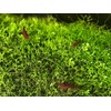 Crystalwort - Riccia Fluitansl Live Aquarium Plant Freshwater Rooted