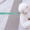 Azuza Dog Collar And Leash Set, Collar, Small Dogs, Medium-sized