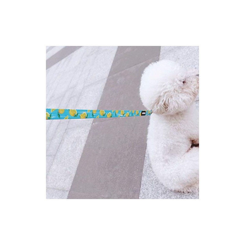 Azuza Dog Collar And Leash Set, Collar, Small Dogs, Medium-sized