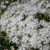Outsidepride 1000 Seeds Perennial Dianthus Arenarius White Flower Seeds for