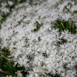 Outsidepride 1000 Seeds Perennial Dianthus Arenarius White Flower Seeds for Planting
