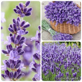100+ SEEDS Organic Lavender | English Vera Lavender | Perennial