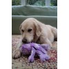 Petface Orla the Octopus Plush Dog Toy, Small