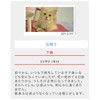 For Cat Eye Resin, Skin Disease, Allergies and Kidney Support,