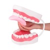Ultrassist Mouth Model White Hinge for Speech Therapy, Ideal Brushing