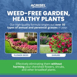 Agrisel GrassOut Max Weed Killer, Targets 50+ Grassy Weeds Without Harming Desired Plants, Pet Safe, Large Area Treatment, Easy Application, 3-Pack of Disposable Gloves Included, 32 Ounces